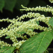20220908 1637CPw [D~LIP] Japanischer Staudenknöterich (Fallopia japonica), UWZ, Bad Salzuflen