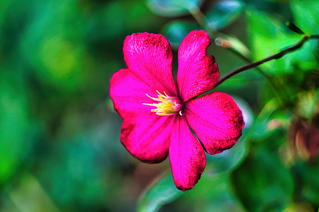 Clematis Variety