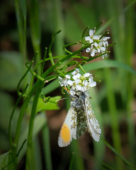 H2CF0067 v1 H2CF0067 v1