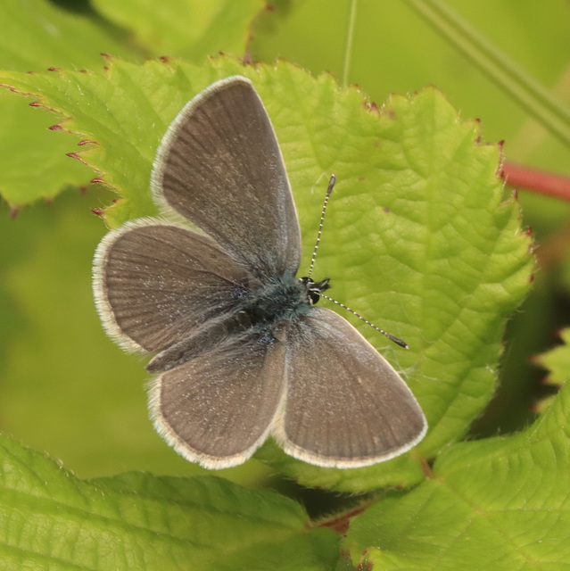 IMG 0758 Small Blue-1