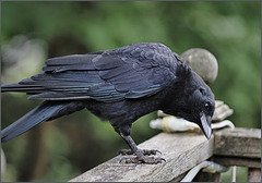 Crow, considering