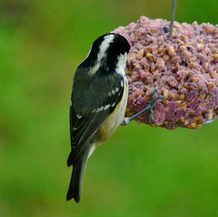 Coal Tit