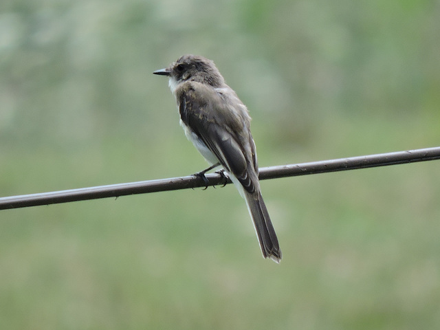 Eastern Kingbird