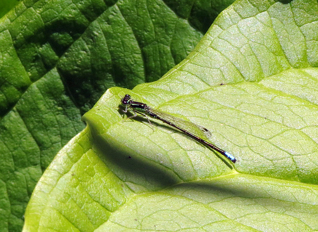 Tiny Bluet on a giant leaf