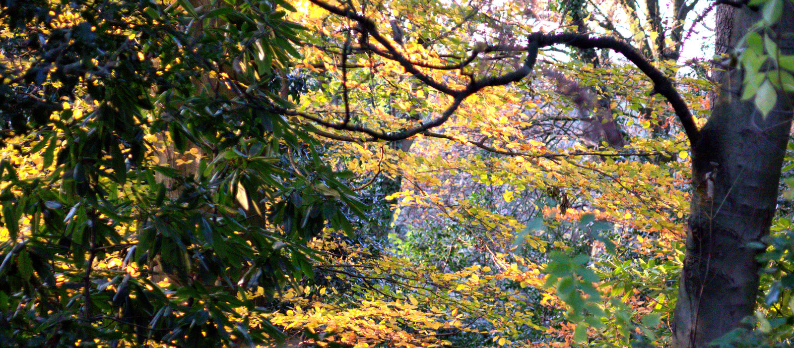 Autumn Impressions. Armstrong Park, Newcastle