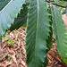 20220908 1638CPw [D~LIP] Esskastanie (Castanea sativa) [Edelkastanie], UWZ, Bad Salzuflen