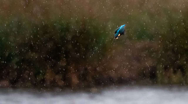 Kingfisher