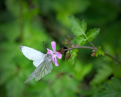 H2F0158 v1 H2F0158 v1