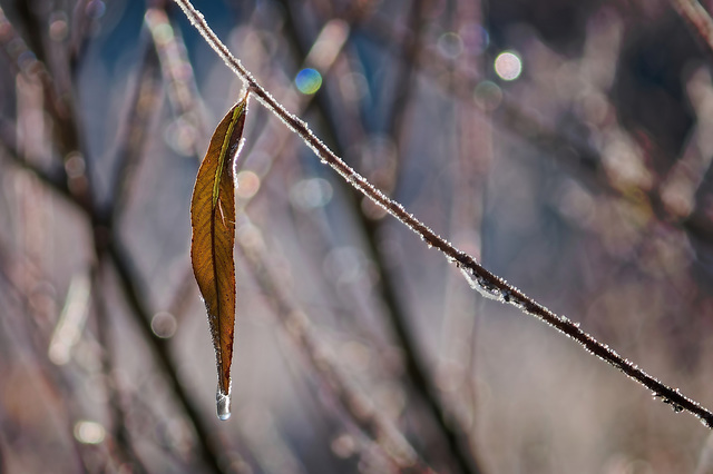 Der gefrorene Tropfen am Blatt :))  The frozen drop on the leaf :)) La goutte gelée sur la feuille :))