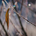 Der gefrorene Tropfen am Blatt :))  The frozen drop on the leaf :)) La goutte gelée sur la feuille :))