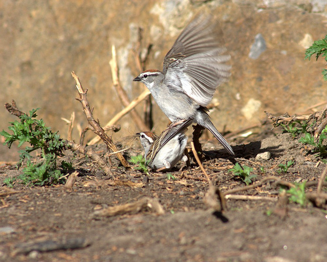 bruant familier/chipping sparrow