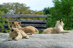 Atlas, Kibo et Shani