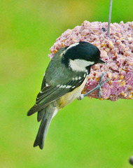 Coal Tit