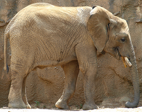Baby Elephant