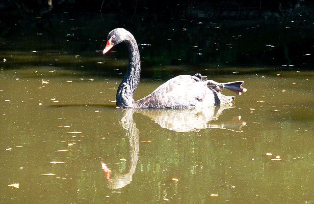 DE - Erftstadt - Black Swan at Burg Konradsheim