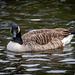 Canada goose