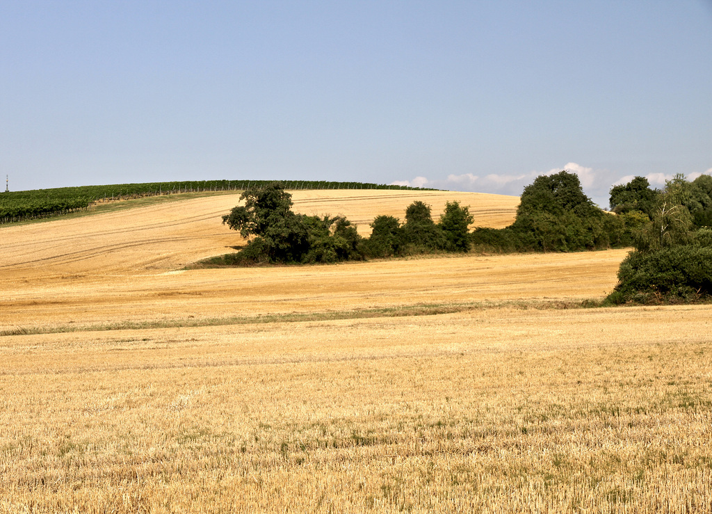 Erntezeit