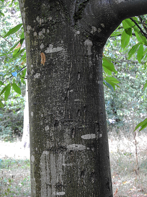 20220908 1639CPw [D~LIP] Esskastanie (Castanea sativa) [Edelkastanie], UWZ, Bad Salzuflen