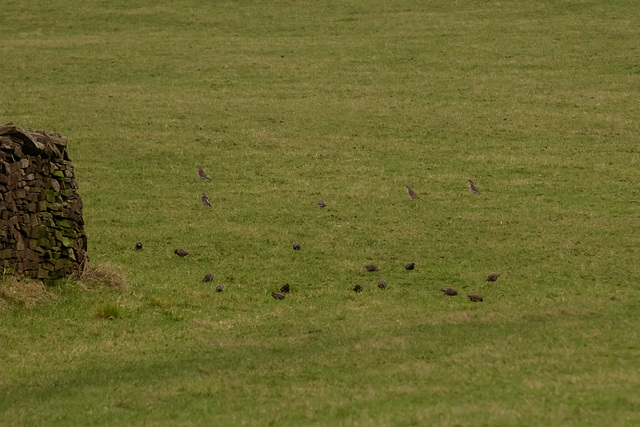 Fieldfare and Starlings