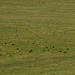 Fieldfare and Starlings