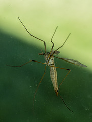 Tipula Paludosa