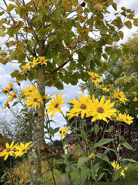 Frühling im Herbst