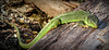 LACERTA BILINEATA