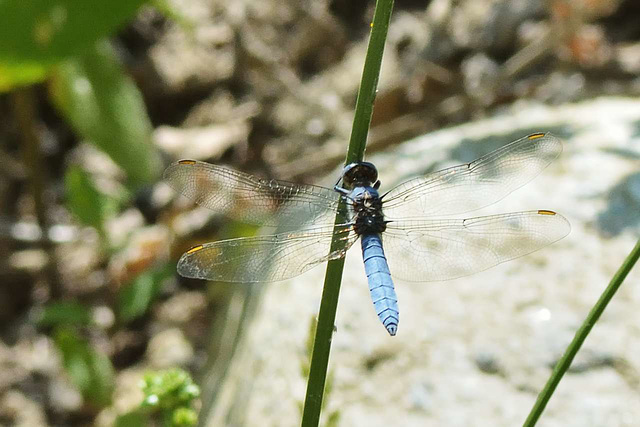 Southern Skimmer m (Orthetrum brunneum) 04