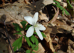 Wood Anemone