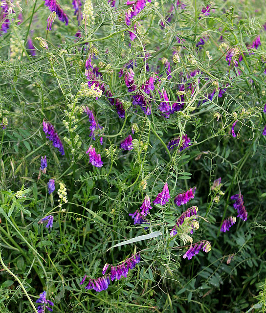 Vicia cracca