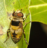 IMG 8456hoverfly