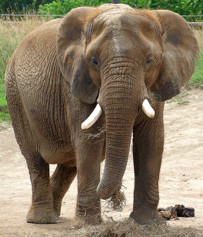 Elephant at Indianapolis Zoo
