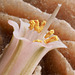 Gasteria Batesiana X (Aloe) and Desert Rose