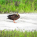 Day 2, Mottled Duck / Anas fulvigula, Rockport, Texas