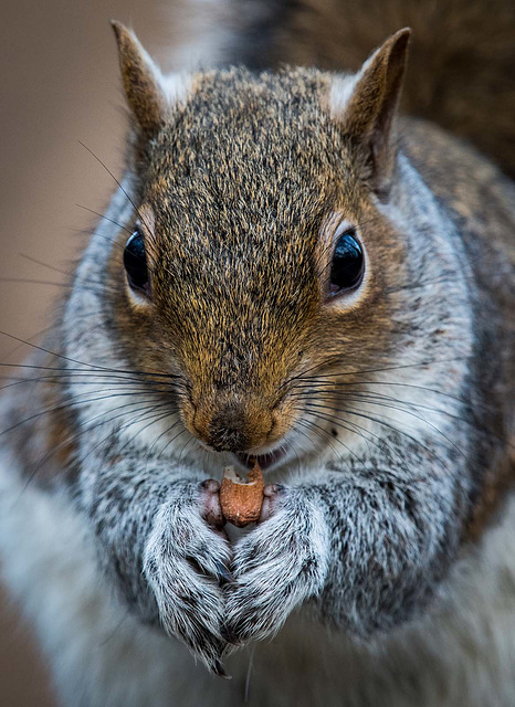 Squirrel88