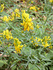 gelbe Blüten