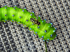 ''Caterpillar tricks hoverfly ''!