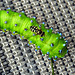 ''Caterpillar tricks hoverfly ''!