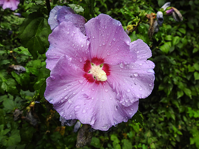 20220908 1640CPw [D~LIP] Straucheibisch (Hibiscus syriacus), UWZ, Bad Salzuflen