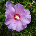 20220908 1640CPw [D~LIP] Straucheibisch (Hibiscus syriacus), UWZ, Bad Salzuflen