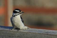 Downy Woodpecker