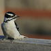 Downy Woodpecker