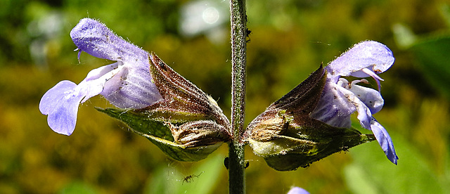 20230531 0547CPw [D~LIP] Salbei (Salvia officinalis), UWZ, Bad Salzuflen