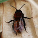 Rotpelzige Sandbiene