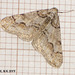 1932 Agriopis leucophaearia (Spring Usher) Pale Form
