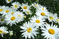 Grandes Marguerites - Parc du château de Canon