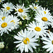 Grandes Marguerites - Parc du château de Canon