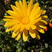 047 Buphthalmum salicifolium trägt den unschönen dtsch. Namen Ochsenauge