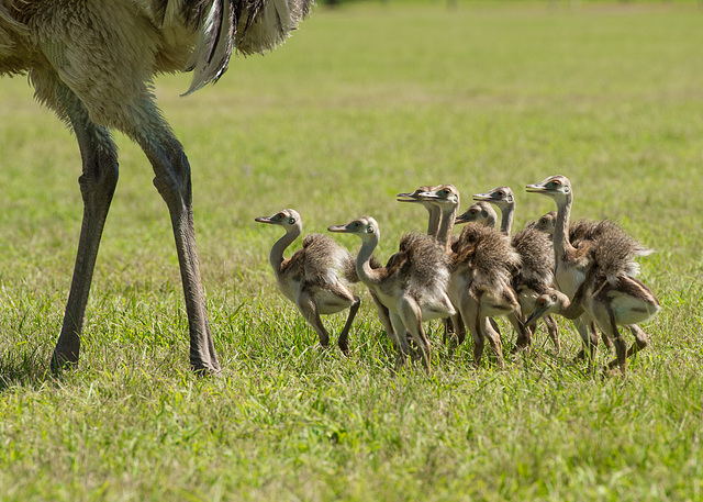 Rhea Fledglings - Argentina - Feb 2016