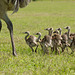 Rhea Fledglings - Argentina - Feb 2016